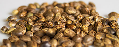 Seed Image
